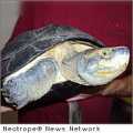 The Turtle Survival Alliance saves 50 Yellow-Headed Temple Turtles from an illegal wildlife shipment in Hong Kong