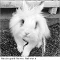 Baskets for Bunnies, Inc. announces book: The Easter Bunny That Grew Up